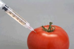 Needle injecting into tomato.
