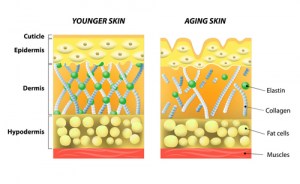 The elasticity of skin by age.