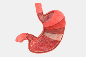 The anatomy of a stomach including rugae.