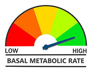 Basal metabolic rate.
